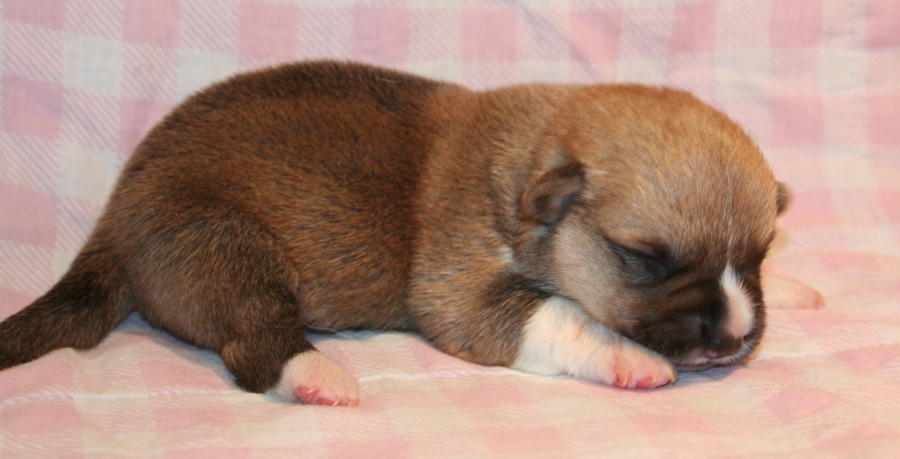 Puppies